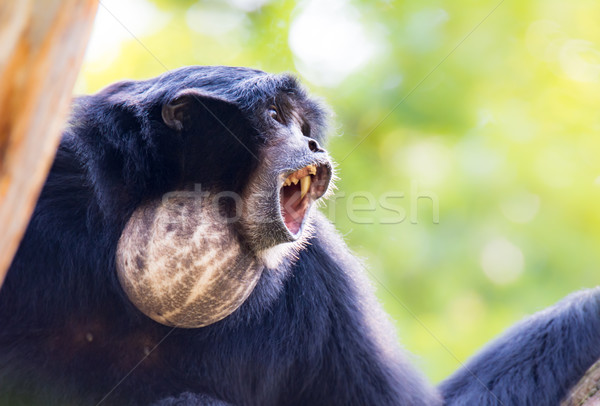 Howling siamang gibbon Stock photo © manfredxy