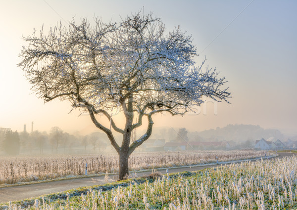 Lonely frosted tree in a foggy winter landscape Stock photo © manfredxy