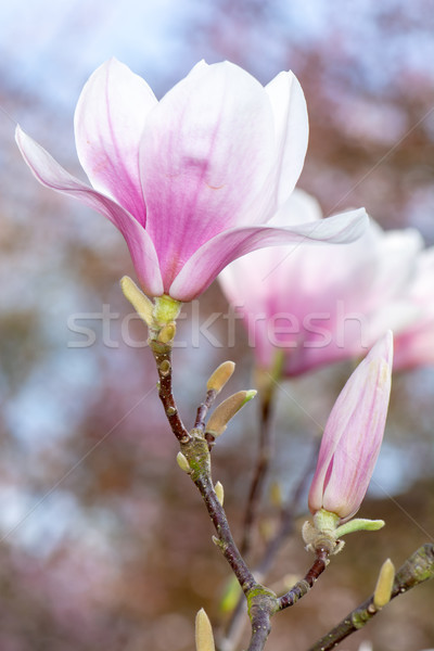 Blüte Baum rosa Natur Blütenblätter Stock foto © manfredxy