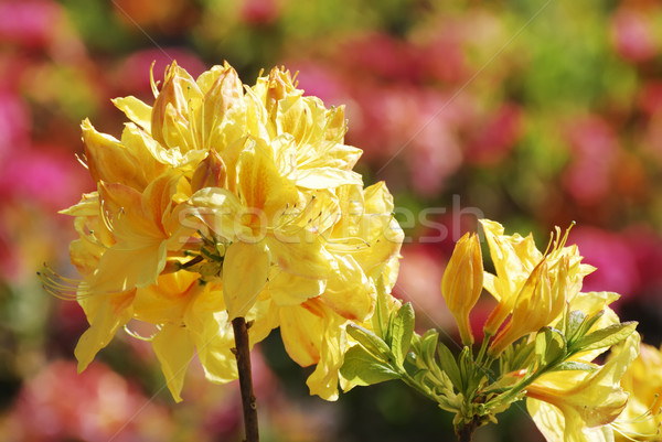 Rhododendron Flower Stock photo © manfredxy