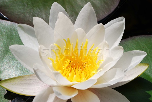 White lotus flower Stock photo © manfredxy