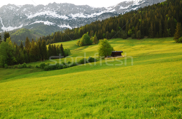 Foto d'archivio: Montagna · alpi · Austria · foresta · neve · alberi