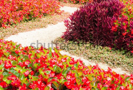 ストックフォト: 歩道 · 花壇 · 花壇 · フル · 赤い花 · 花