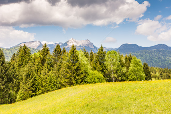 Alpy góry lasu górskich łące Zdjęcia stock © manfredxy