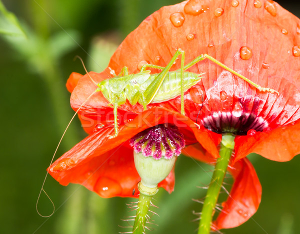 зеленый кузнечик сидят красный мак цветок Сток-фото © manfredxy