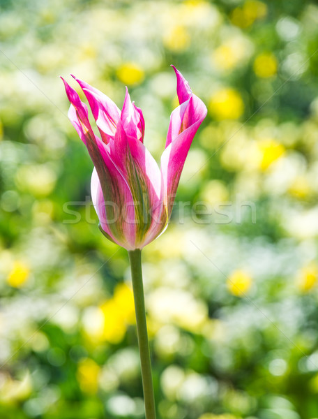 Tulip flower blossom Stock photo © manfredxy