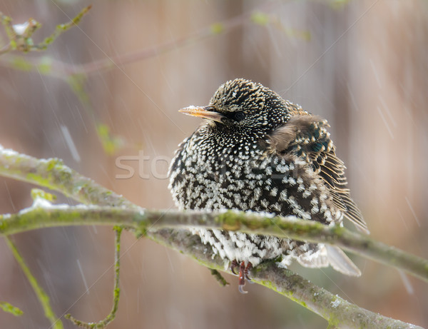Stock photo: Closeup of a common starling