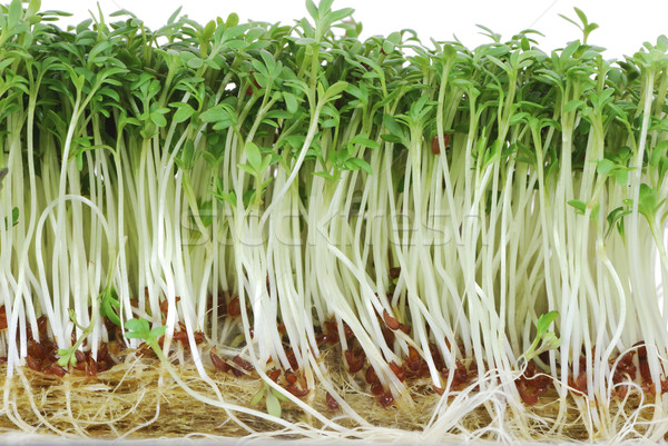 Isolated Watercress Sprouts Stock photo © manfredxy