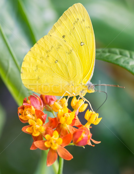 Orange-barred Sulphur Stock photo © manfredxy