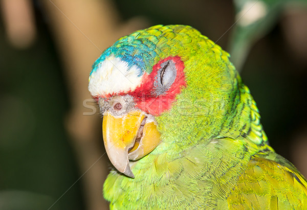 Portrait of a white-fronted parrot Stock photo © manfredxy