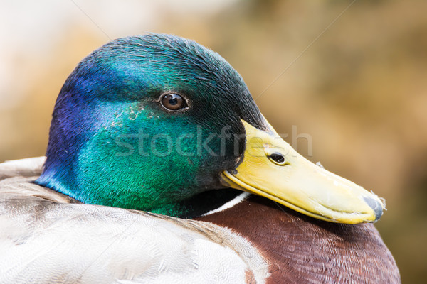 Portrait of a male wild duck Stock photo © manfredxy