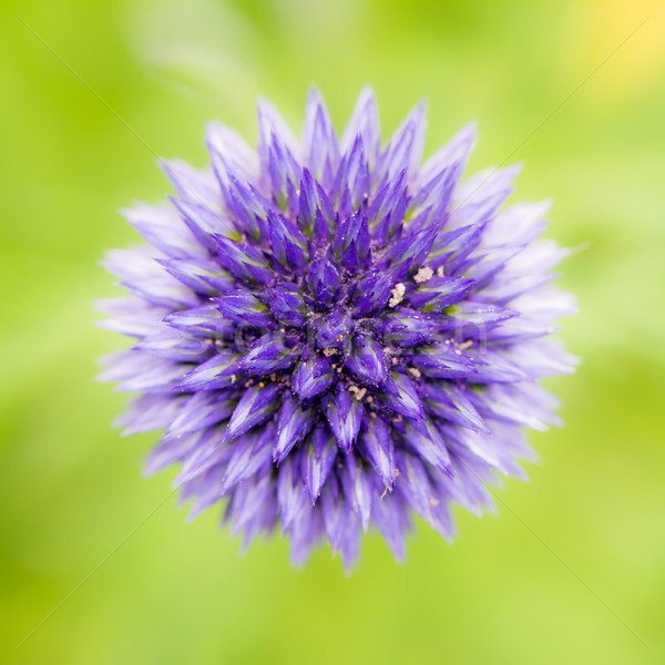 Abstract flower macro of a blue thistle Stock photo © manfredxy