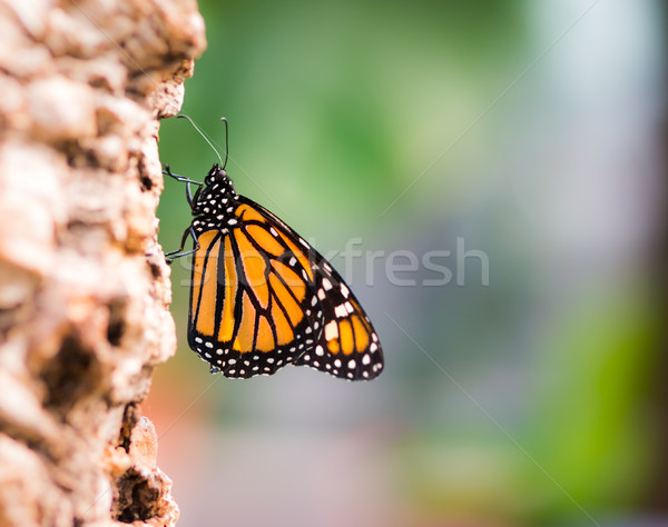 Macro of a Monarch butterfly Stock photo © manfredxy