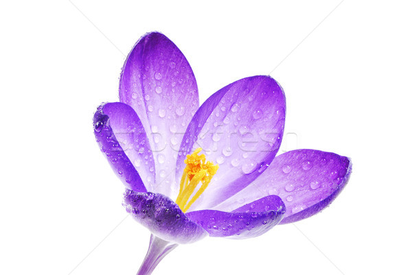 Isoliert Krokus Blüte Makro voll Regentropfen Stock foto © manfredxy