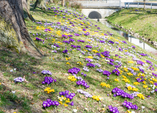 Foto stock: Açafrão · prado · parque · primavera · completo · flores