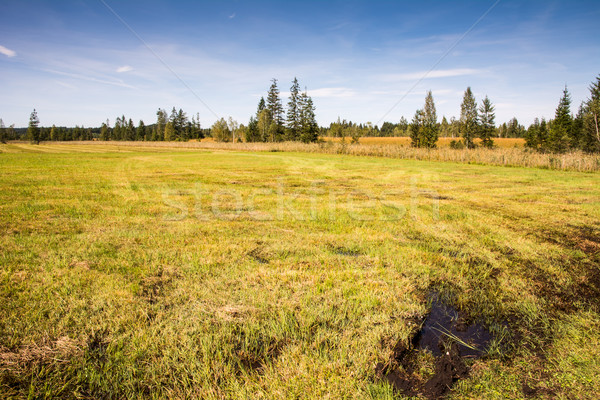 Moor landscape at Lake Staffelsee Stock photo © manfredxy