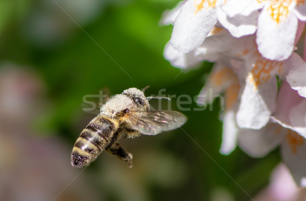 Stock fotó: Méh · repülés · virág · virág · fehér · virág