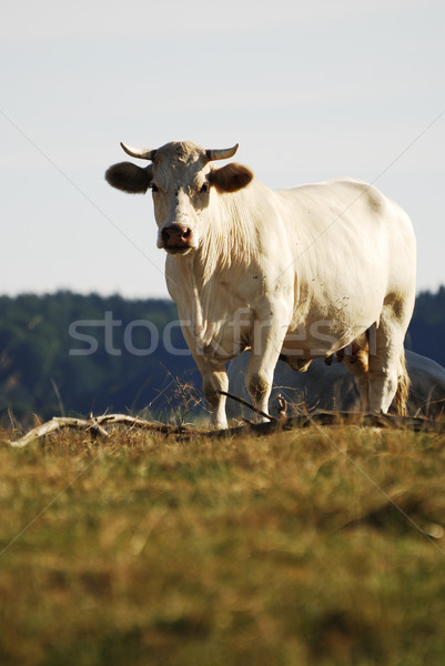 White Cow Stock photo © manfredxy