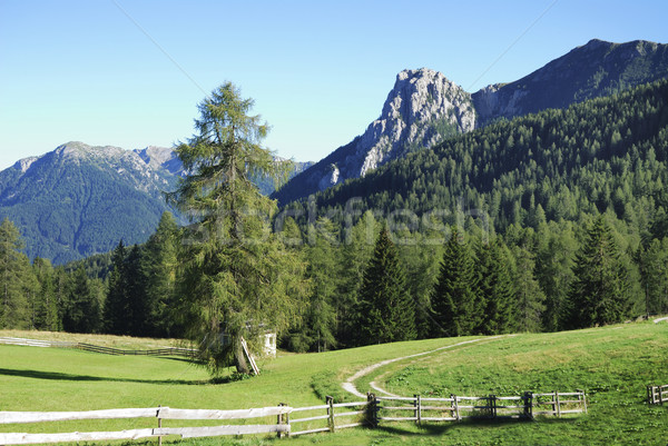 Alpine çayır ağaç doğa manzara ağaçlar Stok fotoğraf © manfredxy