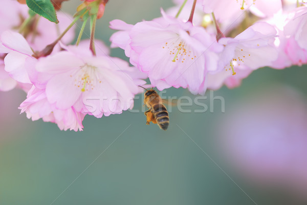 Stock photo: Honeybee at pink cherry blossoms