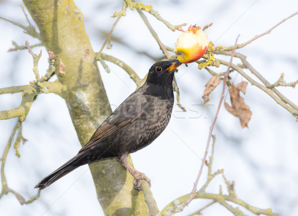 Amsel Essen Apfelbaum Apfel Natur Obst Stock foto © manfredxy