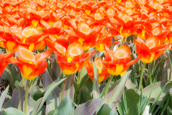 Orange tulips Stock photo © manfredxy