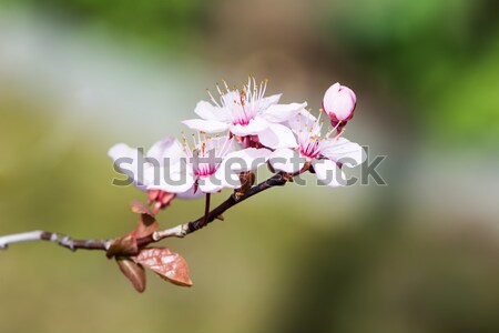 Twig with pink plum blossoms Stock photo © manfredxy