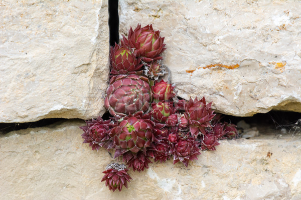 Houseleek plant at a wall Stock photo © manfredxy