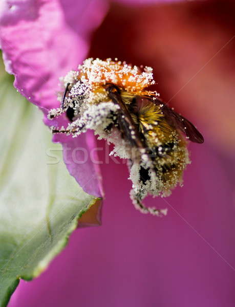 Albină polen roz floare grădină fundal vară Imagine de stoc © Marcogovel