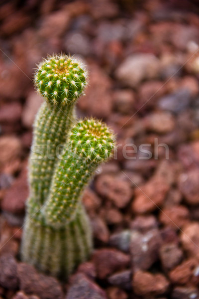 cactus Stock photo © Marcogovel