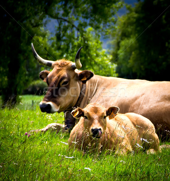 牛 空 春 草 フィールド 緑 ストックフォト © Marcogovel