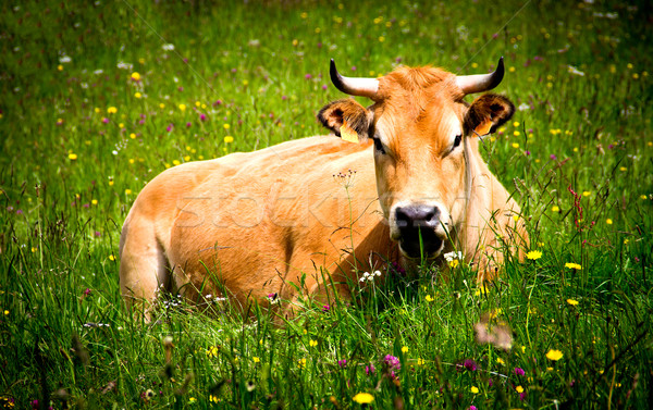 牛 肖像 草原 草 風景 夏 ストックフォト © Marcogovel