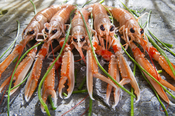 Fraîches crevettes marines produit présentation préparation [[stock_photo]] © marcoguidiph
