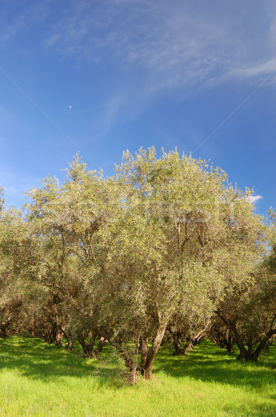 springtime orchard Stock photo © marcopolo9442