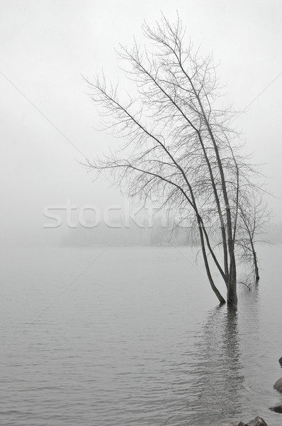 snowy lakeshore Stock photo © marcopolo9442