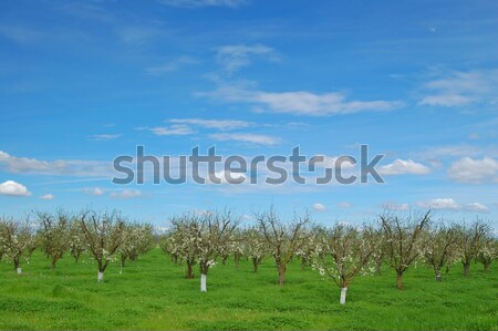 [[stock_photo]]: Verger · printemps · nord · Californie · arbre · arbres