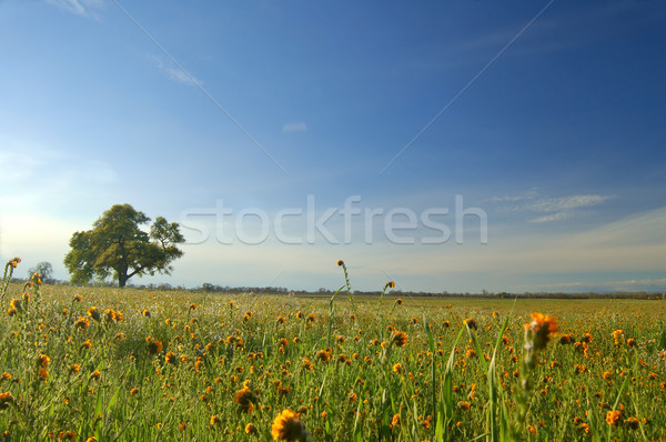 springtime meadow Stock photo © marcopolo9442