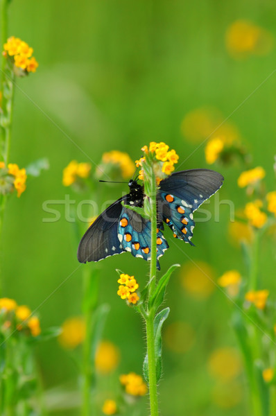 Borboleta primavera prado verde inseto colorido Foto stock © marcopolo9442