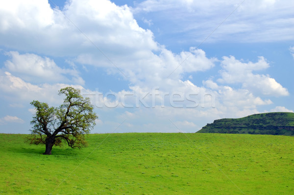 oak tree in spring Stock photo © marcopolo9442