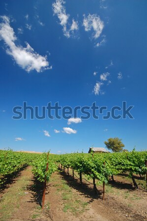 Vineyard Landscape Stock photo © marcopolo9442