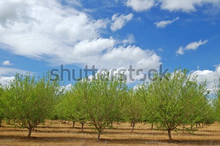 springtime orchard Stock photo © marcopolo9442