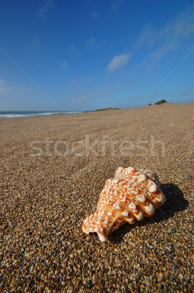 Strand vergadering oceaan shell tropische Stockfoto © marcopolo9442