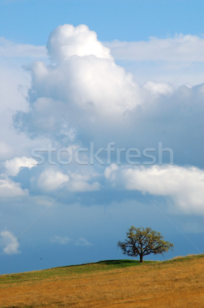 Campo árvore céu nuvens azul fazenda Foto stock © marcopolo9442