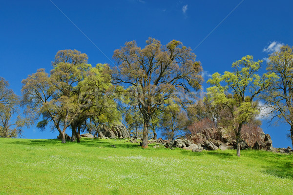 springtime landscape Stock photo © marcopolo9442