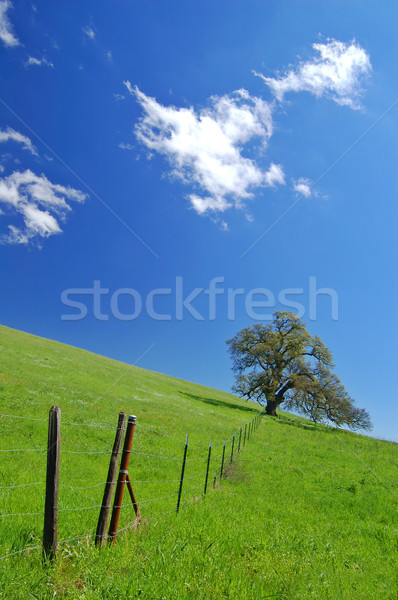 oak tree in spring Stock photo © marcopolo9442