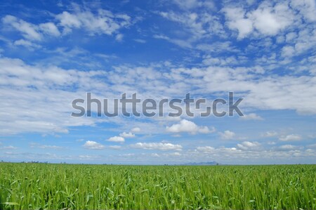 spring field Stock photo © marcopolo9442