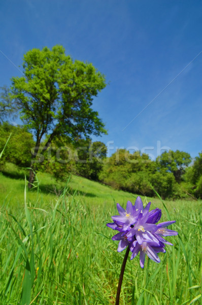 Rural primavera primavera campo Foto stock © marcopolo9442