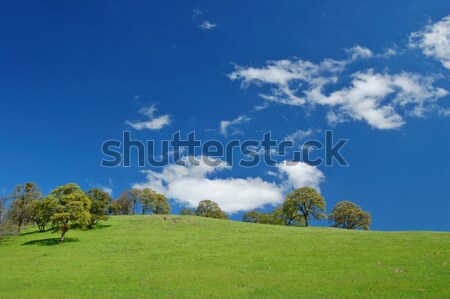 spring countryside Stock photo © marcopolo9442