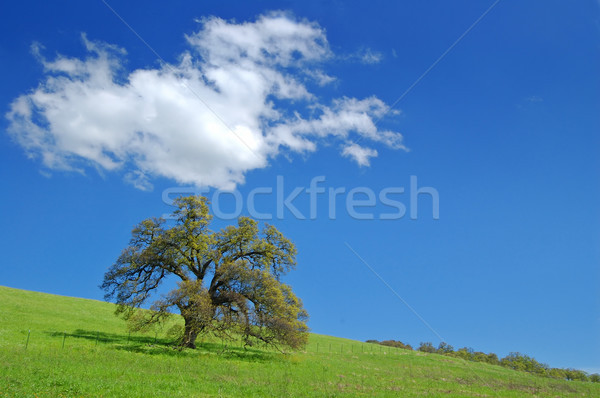 oak tree in spring Stock photo © marcopolo9442