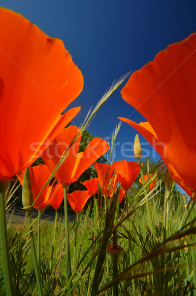 オレンジ ポピー 野草 カリフォルニア 花 ストックフォト © marcopolo9442